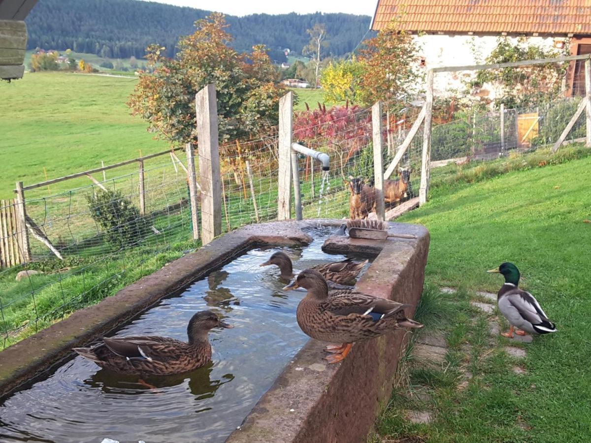 Ferienhof Kienbronnerhof Schiltach Buitenkant foto